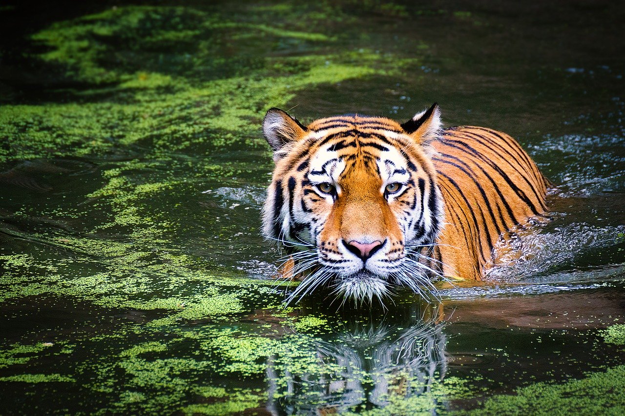 Day 05: Shillong - Kaziranga National Park (325 km / 6-7 hrs)
