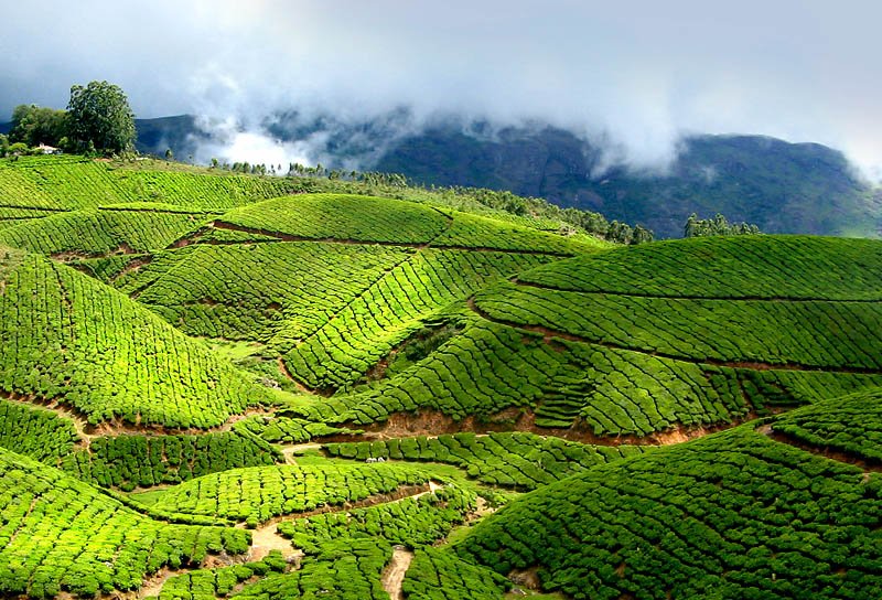 Day 06: Darjeeling Sightseeing