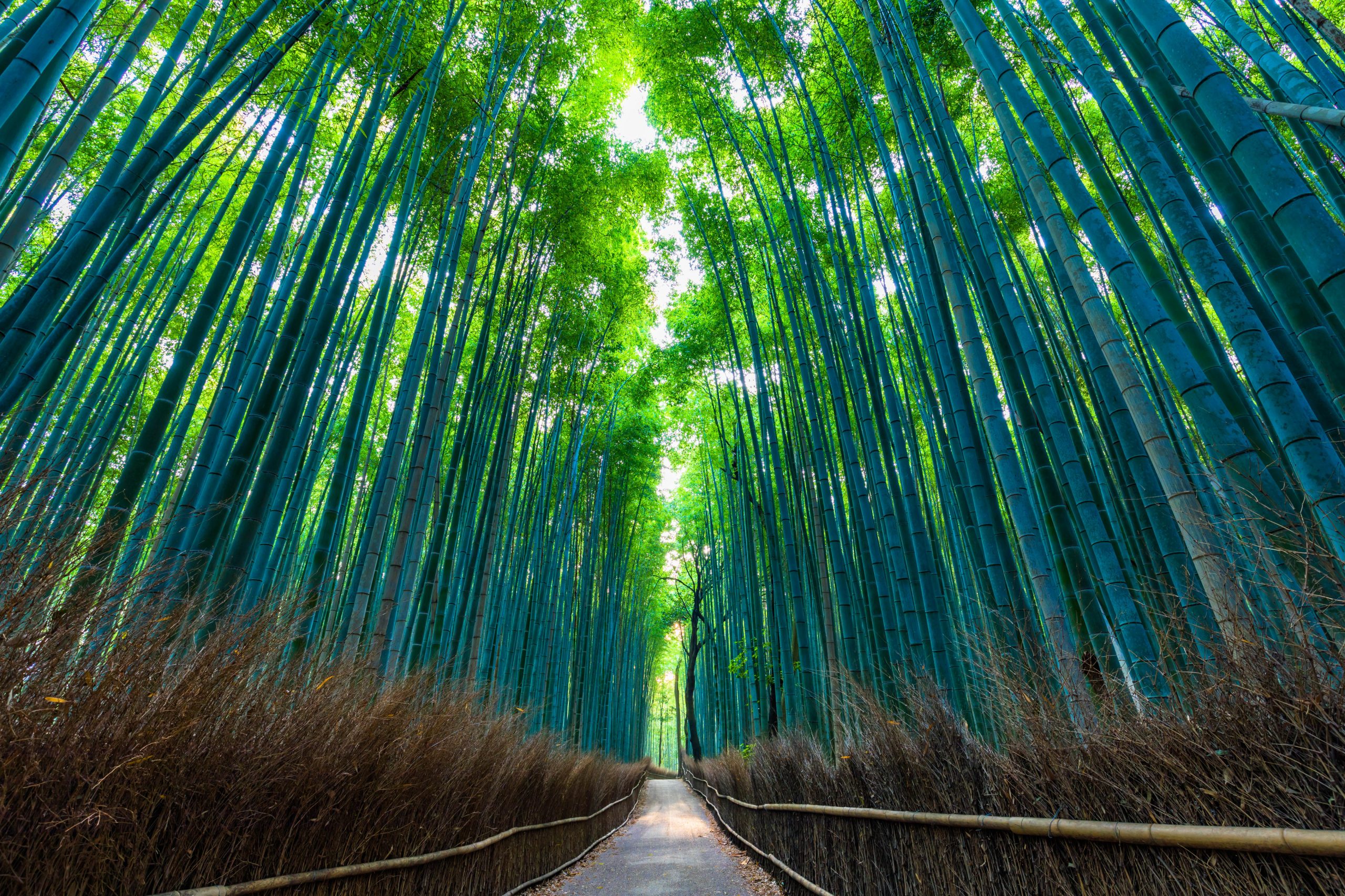 Day 07: IN OSAKA- KYOTO & ARASHIYAMA TOUR