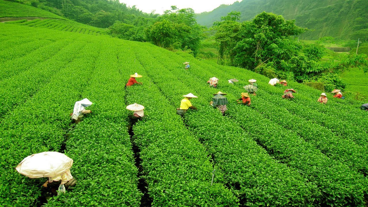 Day 08: Darjeeling