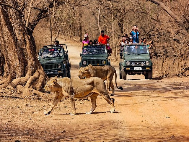 Day 05: Ahmedabad - Gir National Park - Somnath (≈ 390 km total / 6-7 hrs)