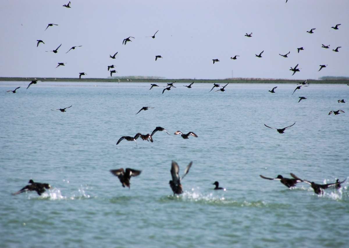 Day 03 : Puri - Chilika Lake - Puri (Approx. 100 kms / 2-3 hrs One Way)