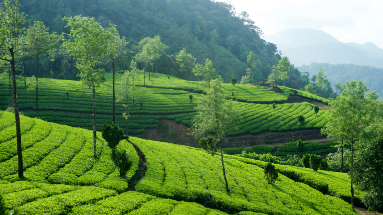Day 03: Munnar (Approx. 40-45 km / 3-4 hrs)