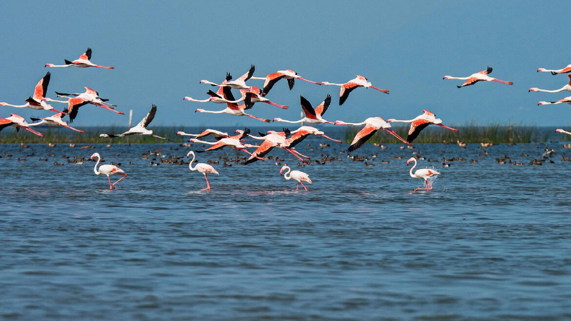 Day 04 : Puri - Chilika Lake - Puri (Approx. 100 kms One Way / 200 kms Round Trip | 4 - 5 hrs drive)