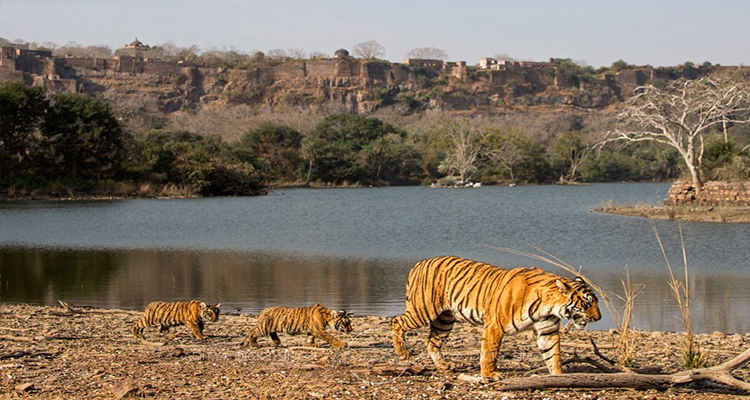 Day 01: Jaipur - Ranthambore (≈ 165 km / 3-4 hrs)