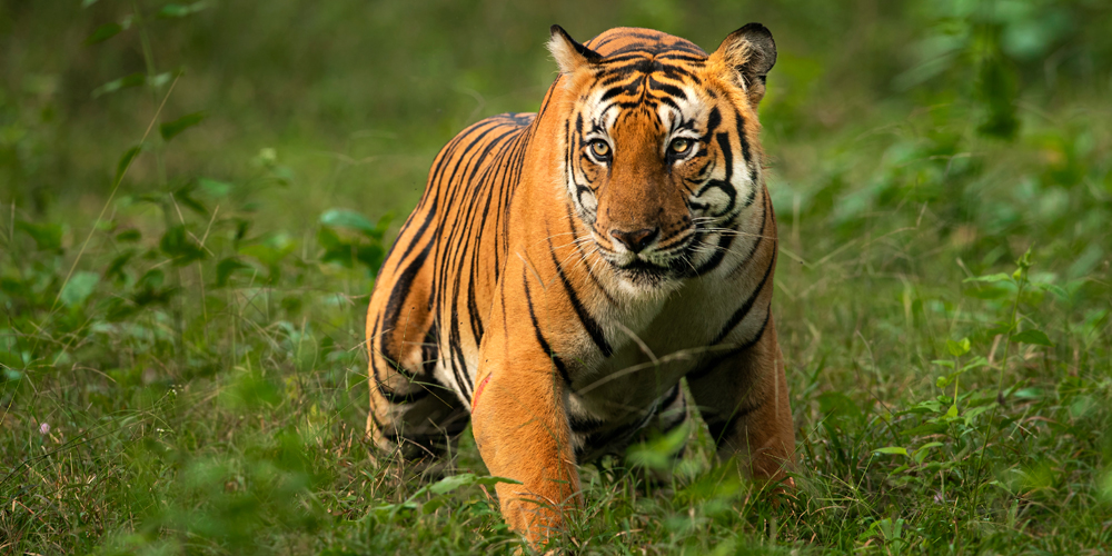 Day 2 : Corbett National Park - Nainital  (160 kms / 3-4 hrs)
