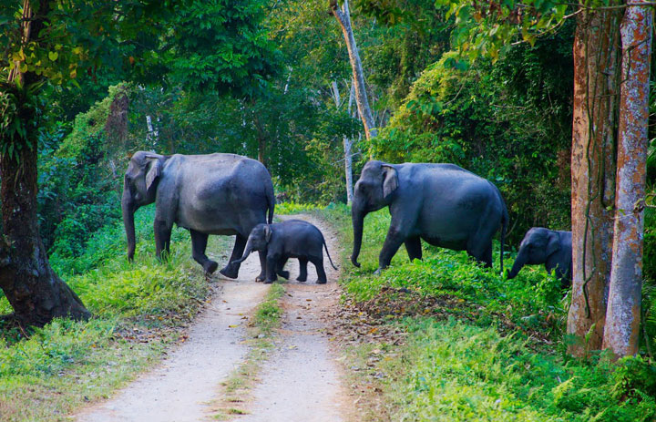Day 04: Coorg - Wayanad (120 kms / 2-3 hrs)