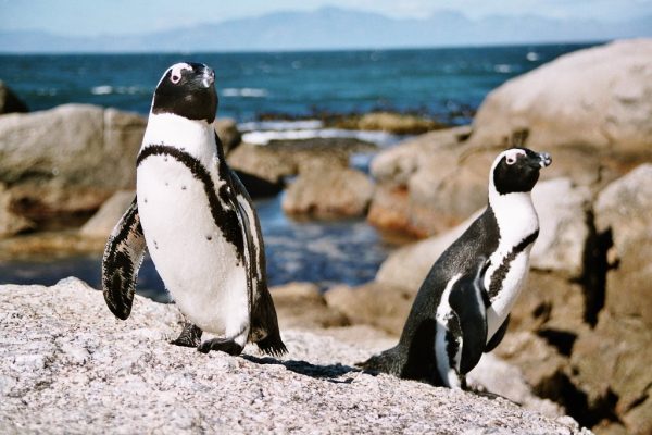 Day 08: Cape Town - Peninsula Tour